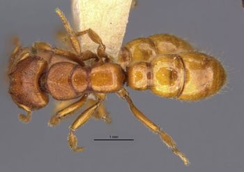 Media type: image;   Entomology 20375 Aspect: habitus dorsal view
